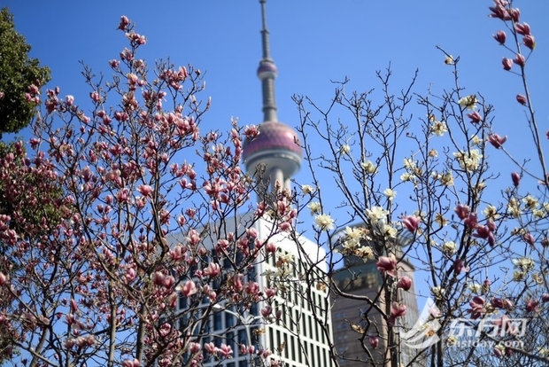 【文化旅游-滚动图】上海：市花白玉兰与东方明珠同框绽放