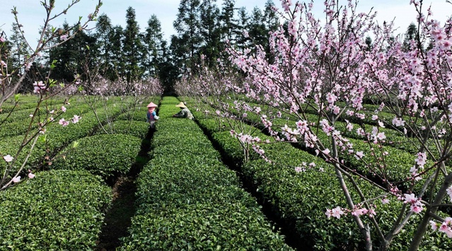 廣西：春暖茶香　綠意盎然