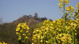 【图片墙】上海辰山植物园彩色油菜盛放 蜂乱蝶忙竞繁华