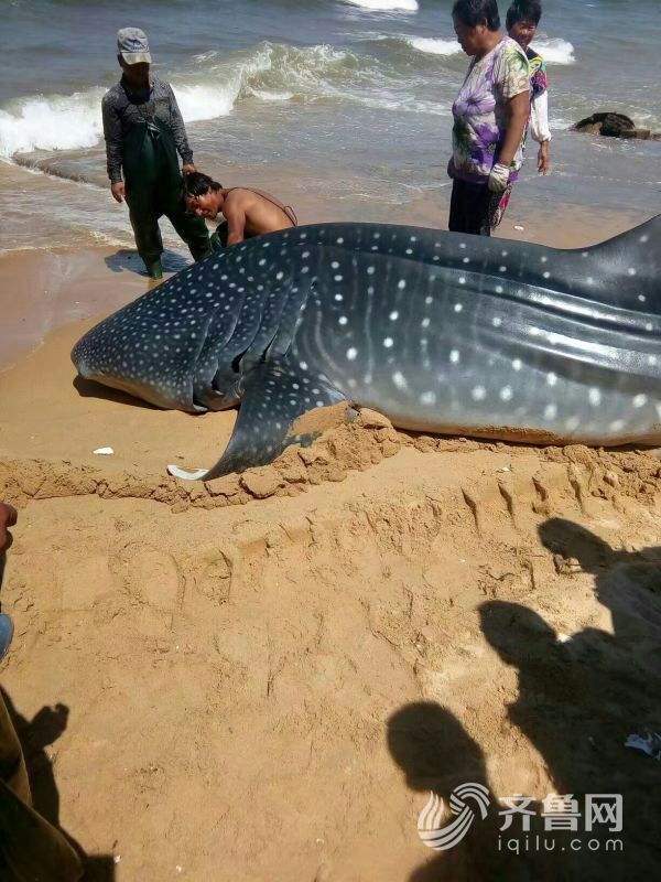 烟台渔民在近海捕获1.5吨重搁浅鲸鲨