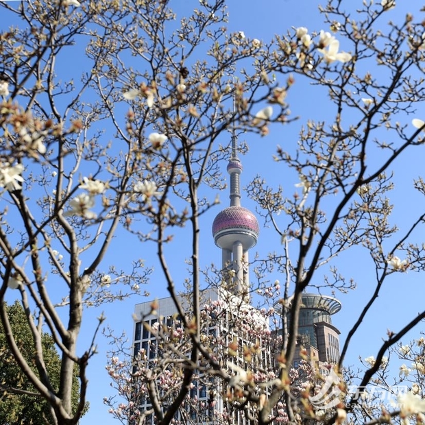 【文化旅游-滚动图】上海：市花白玉兰与东方明珠同框绽放