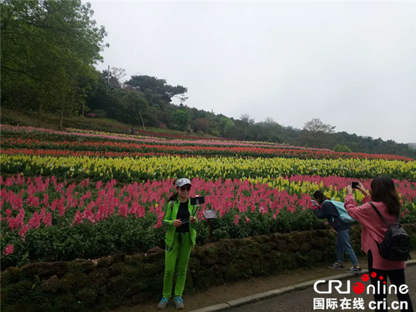 【唐已審】【原創】【焦點圖】【南寧】【移動端】五彩金魚草花海盛放南寧青秀山