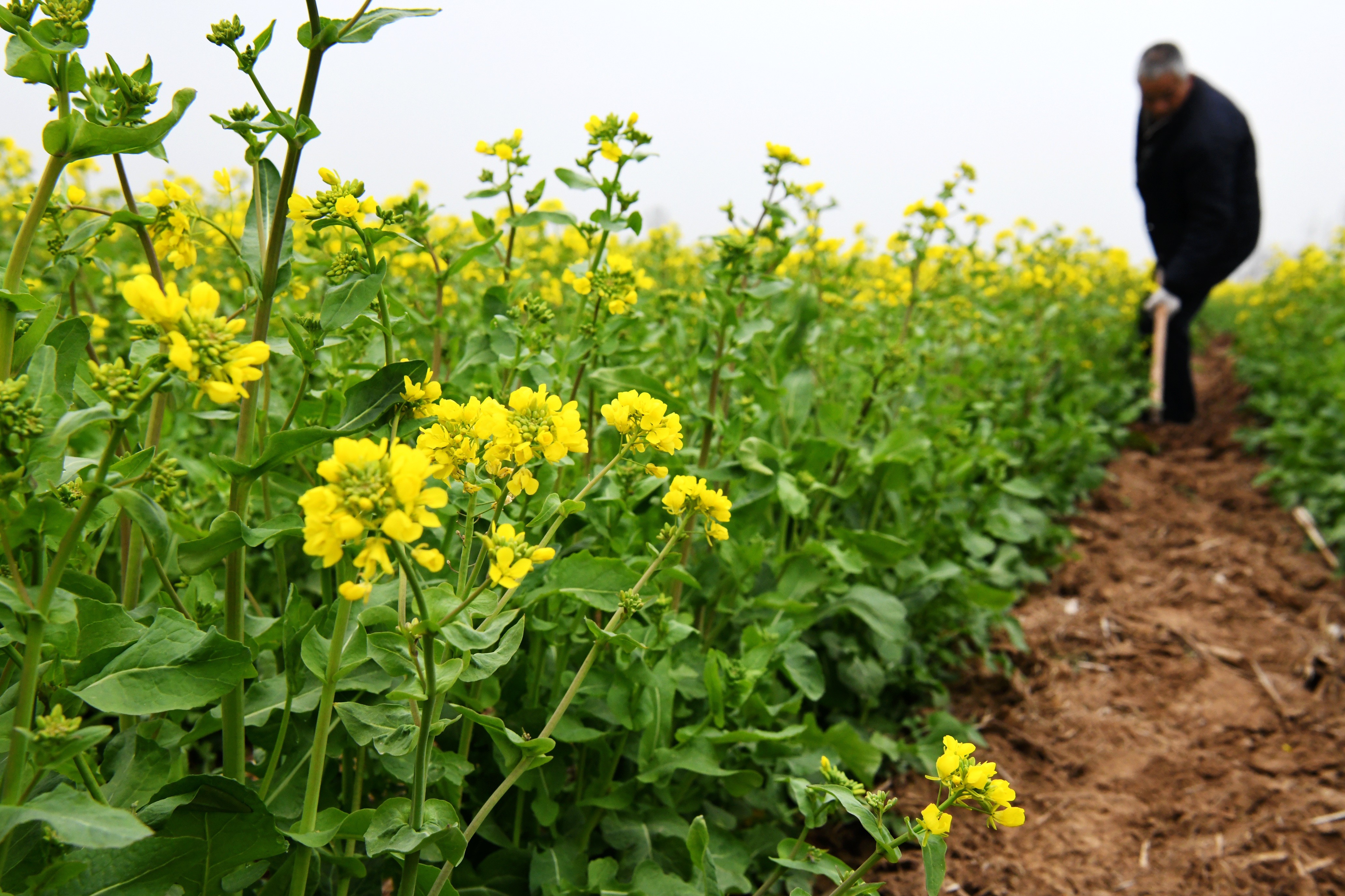 （原創）河北廣平：油菜花正香 田間勞作忙_fororder_DSC_8868.JPG