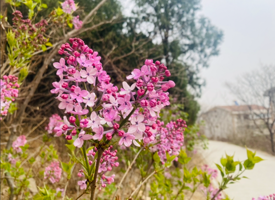 山东济南：春日有多浪漫？花儿都要组成爱心模样