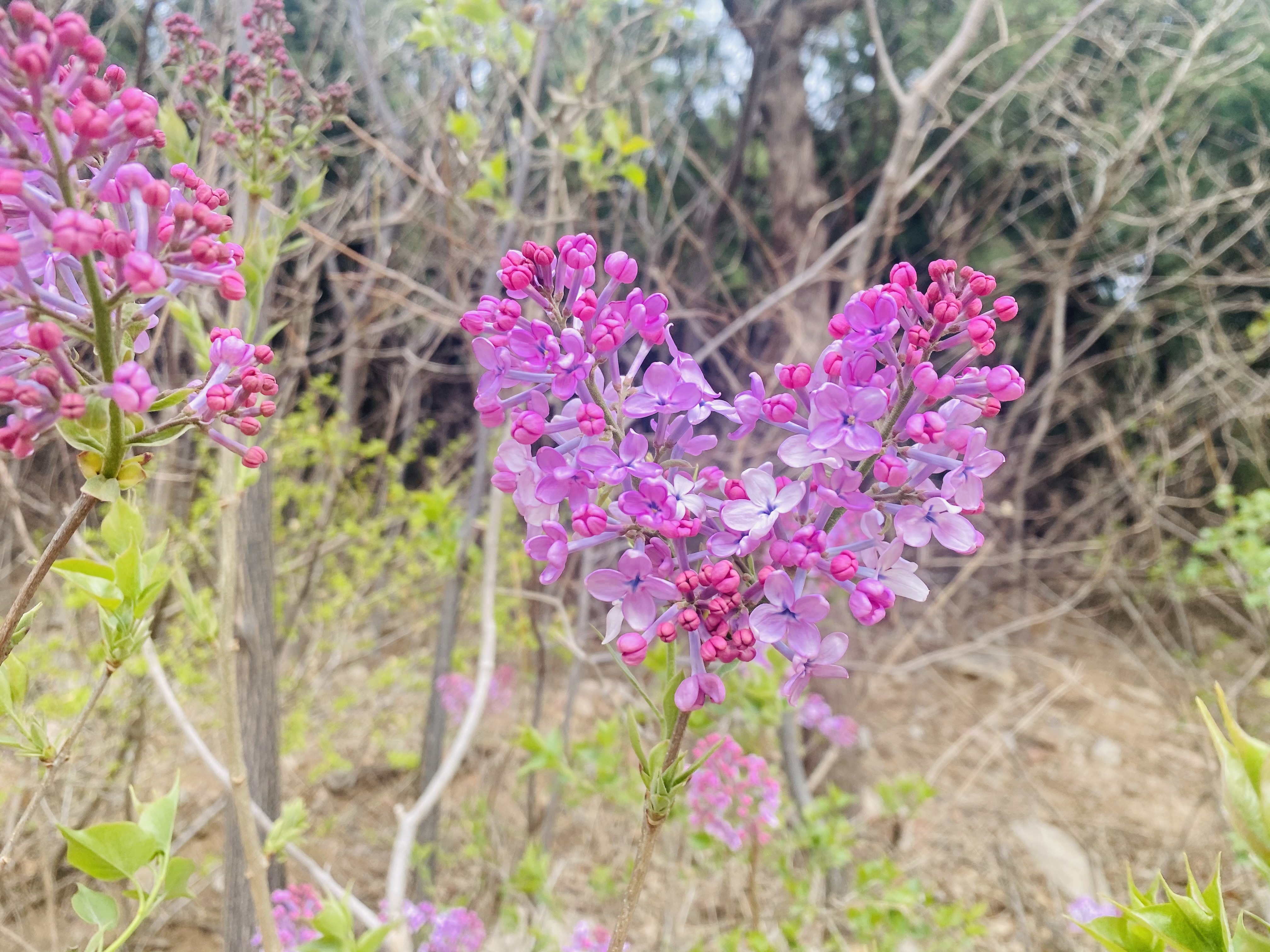 山東濟南：春日有多浪漫？花兒都要組成愛心模樣