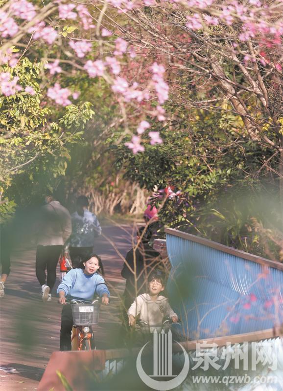 泉州：山線綠道春意濃 一路繁花一路景