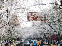 南京：櫻花盛開引客來