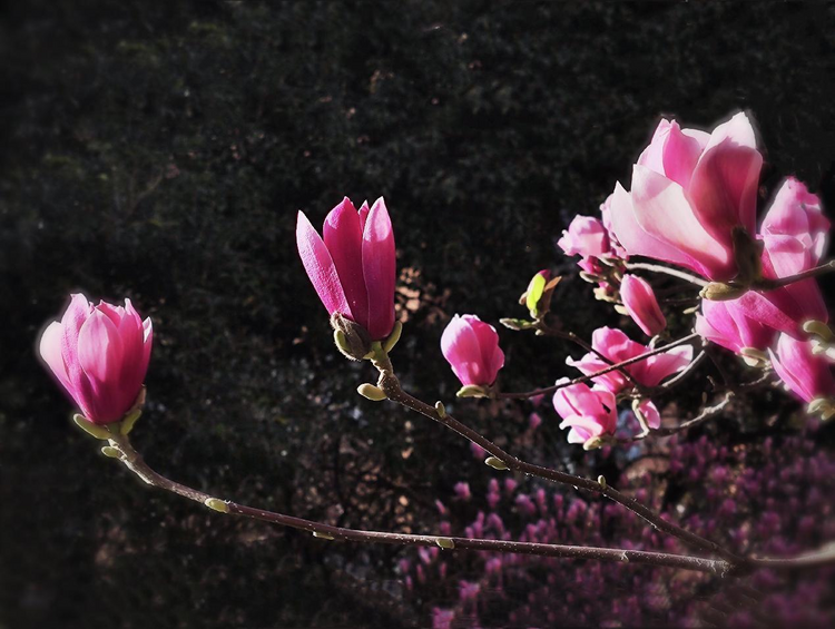 （轉發）【發現春之美】西安高新區木塔寺公園春景如畫