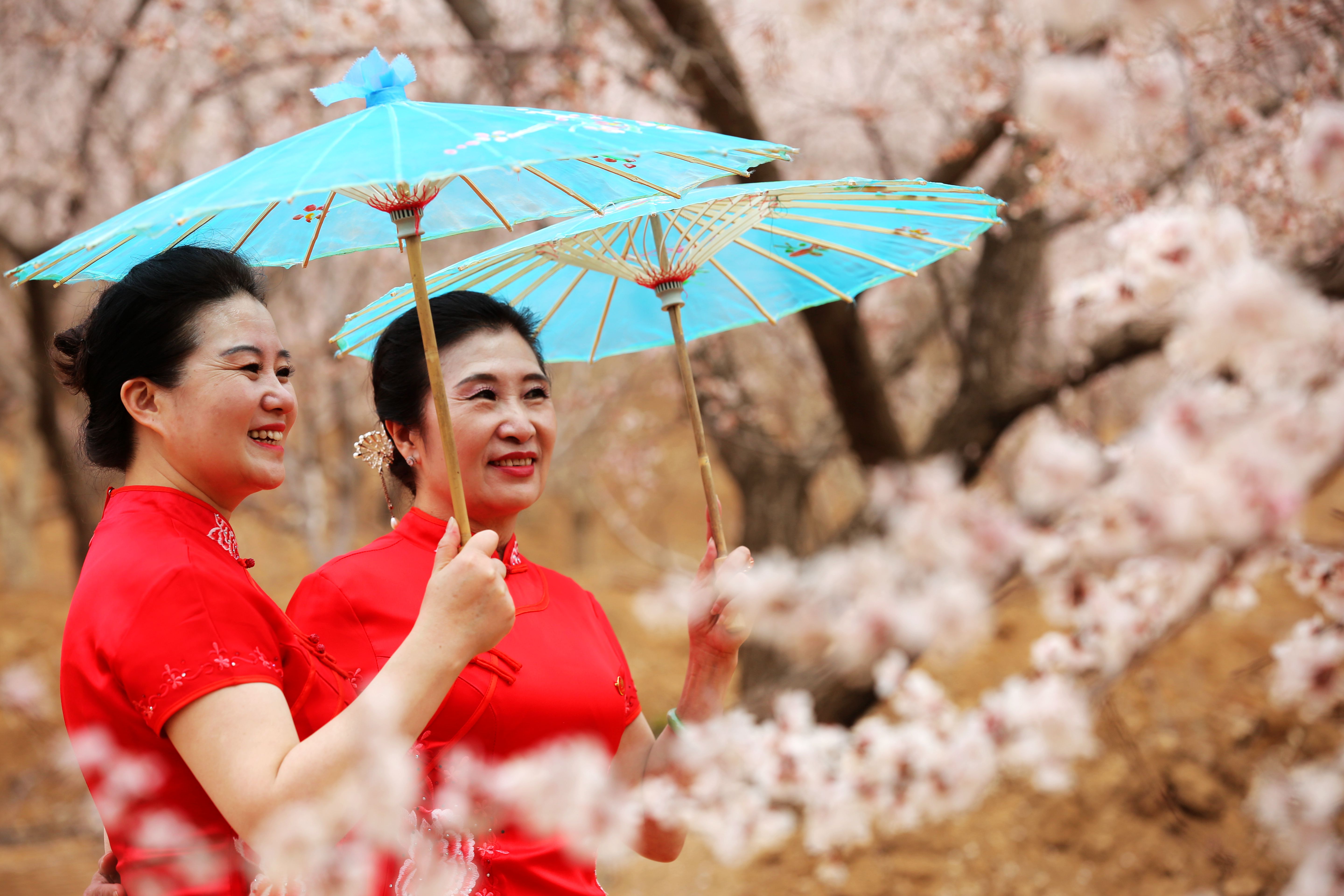 图片默认标题_fororder_图3：4月12日丰宁山花节游客赏花 程里摄