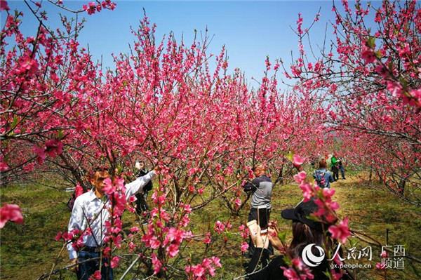 图片默认标题_fororder_盛放的桃花吸引了众多游客