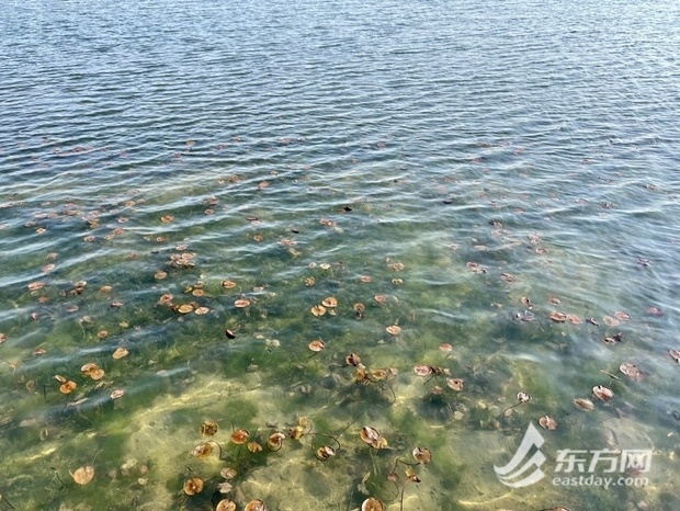 【图说上海】全国首例！上海青浦探索“碳汇认购” 推动建立长三角联合生态修复基地