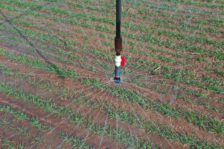 河北吴桥：引水灌溉润良田_fororder_图片11