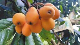 紅河屏邊：枇杷飄香果農忙