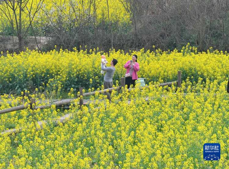 （转载）油菜花田绕民居 春色如画醉游人