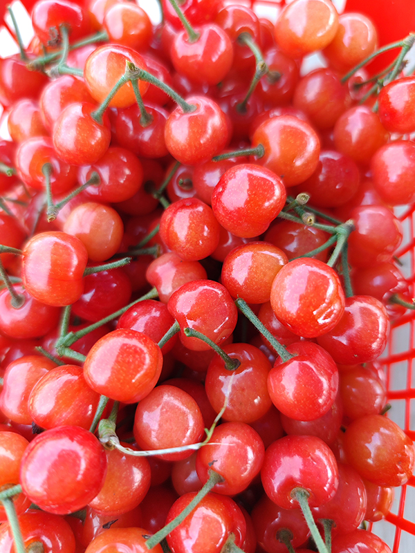 樱桃红了 快来成都双流黄水镇文武社区共赴甜蜜之约_fororder_供图-双流区融媒体中心_3_