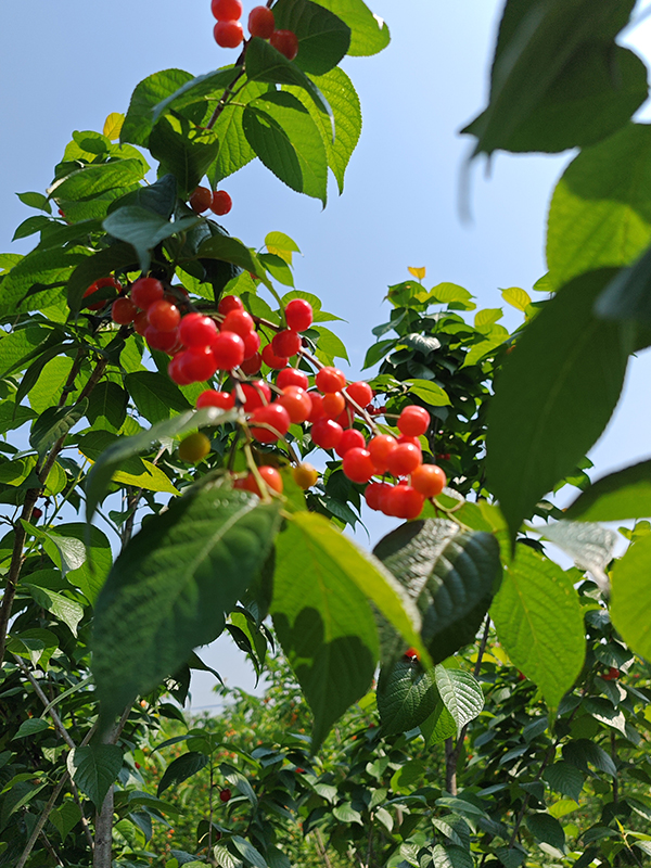 樱桃红了 快来成都双流黄水镇文武社区共赴甜蜜之约_fororder_供图-双流区融媒体中心_1_