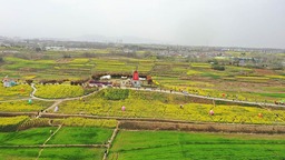 陕西：高铁“公交化”开行，穿越油菜花海