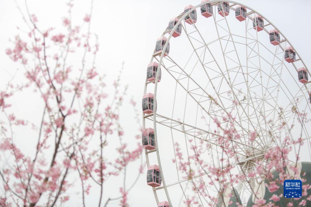 2023上海樱花节开幕