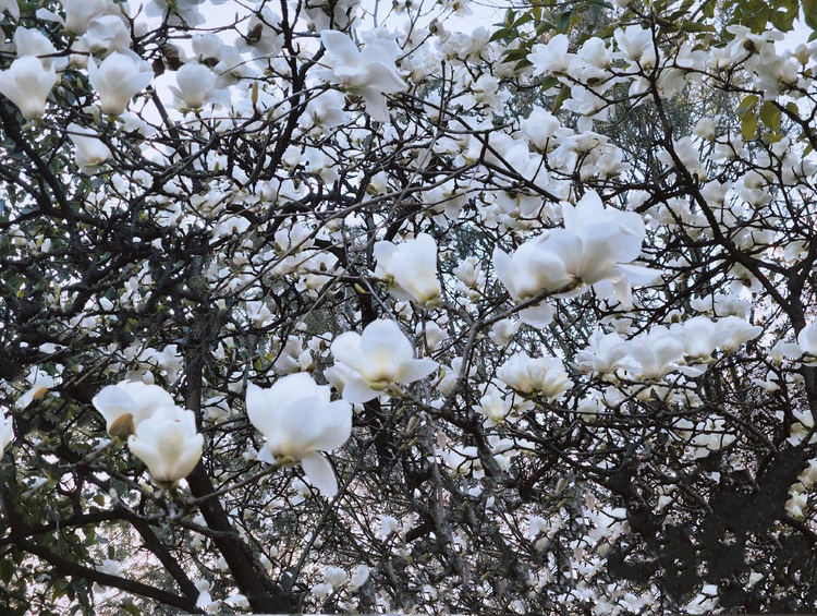 （轉發）【發現春之美】西安高新區木塔寺公園春景如畫