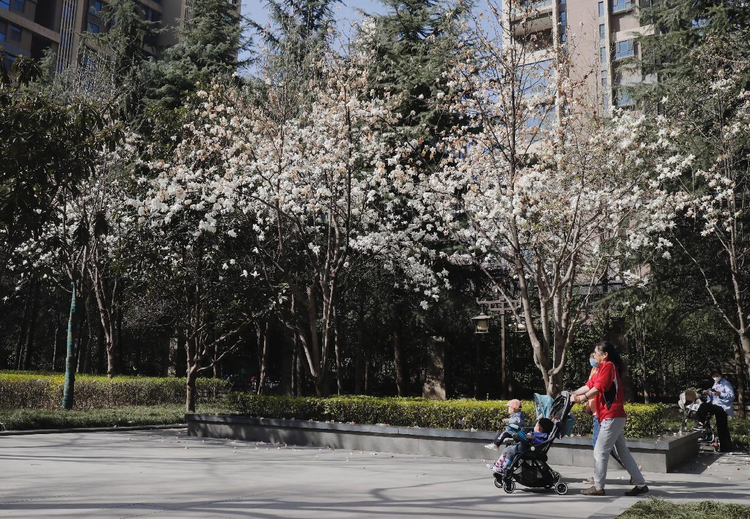 （轉發）【發現春之美】西安高新區木塔寺公園春景如畫