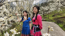 貴州修文蜈蚣橋村：千畝李花綻放如雪