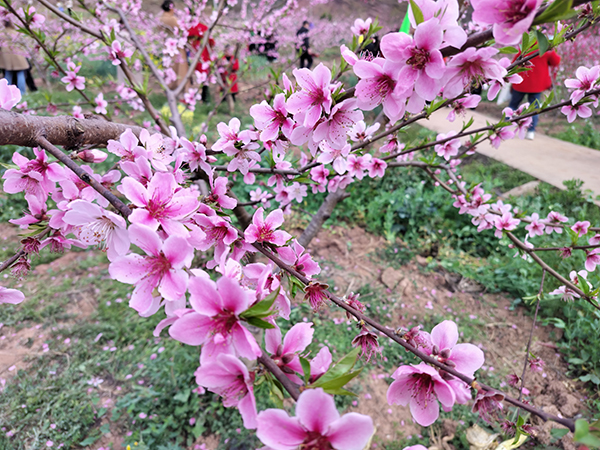 桃花盛开的图片真实图片