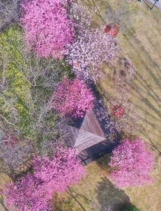 【圖説上海】上海櫻花節開幕 多項舉措為應對週末大客流做好準備