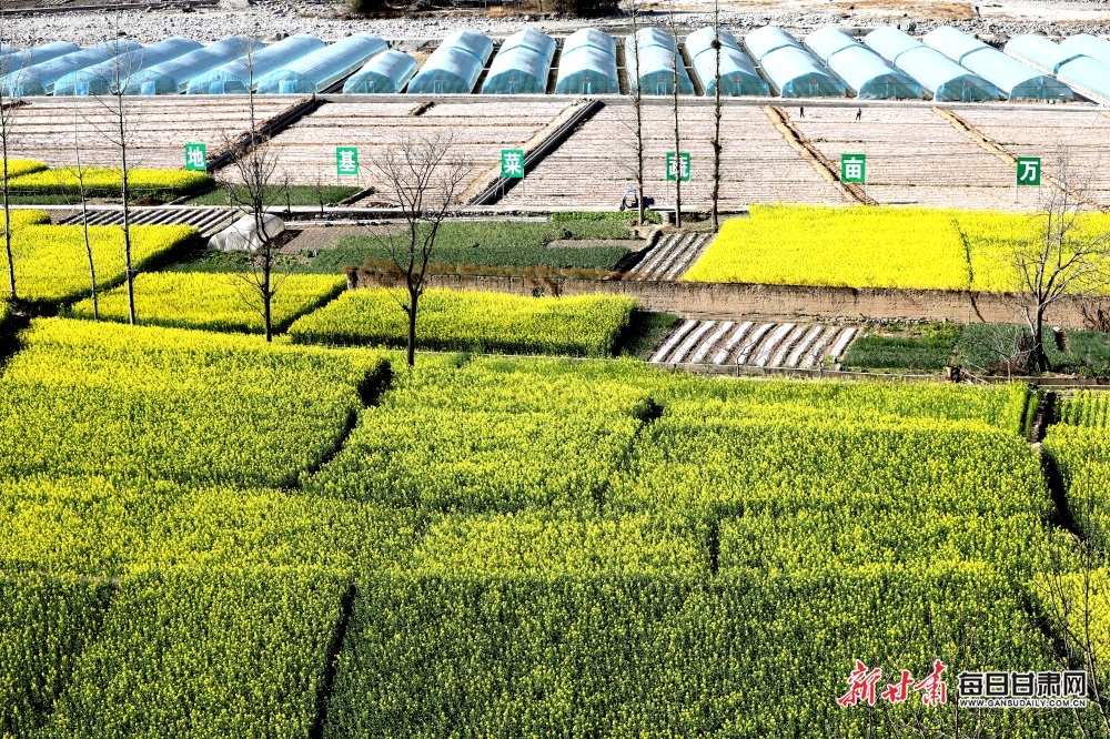 【輪播圖】甘肅：丹堡河畔油菜花開 文縣山鄉移步皆畫_fororder_00301697270_f477abfb