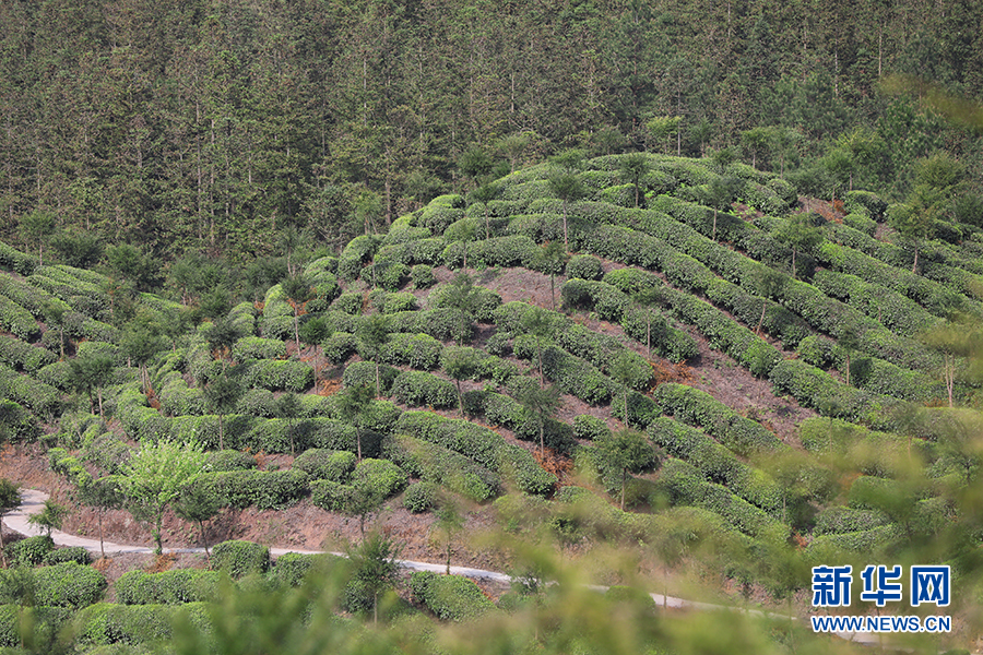 春日晴隆好風光 指尖飛舞採茶忙