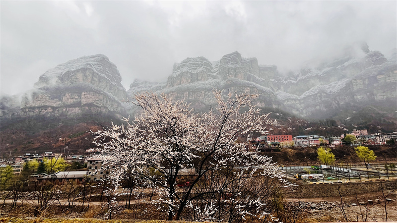 【原创】安阳林州：太行大峡谷喜降桃花雪_fororder_3ae661df06cd6ad5fb53d93b4dd5978