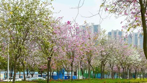 南寧：紫荊花開春色美 浪漫“花路”惹人醉