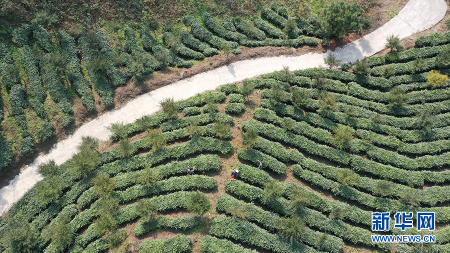 春日晴隆好風光 指尖飛舞採茶忙