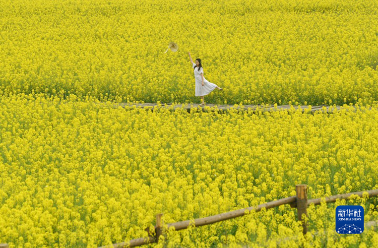 （转载）油菜花田绕民居 春色如画醉游人