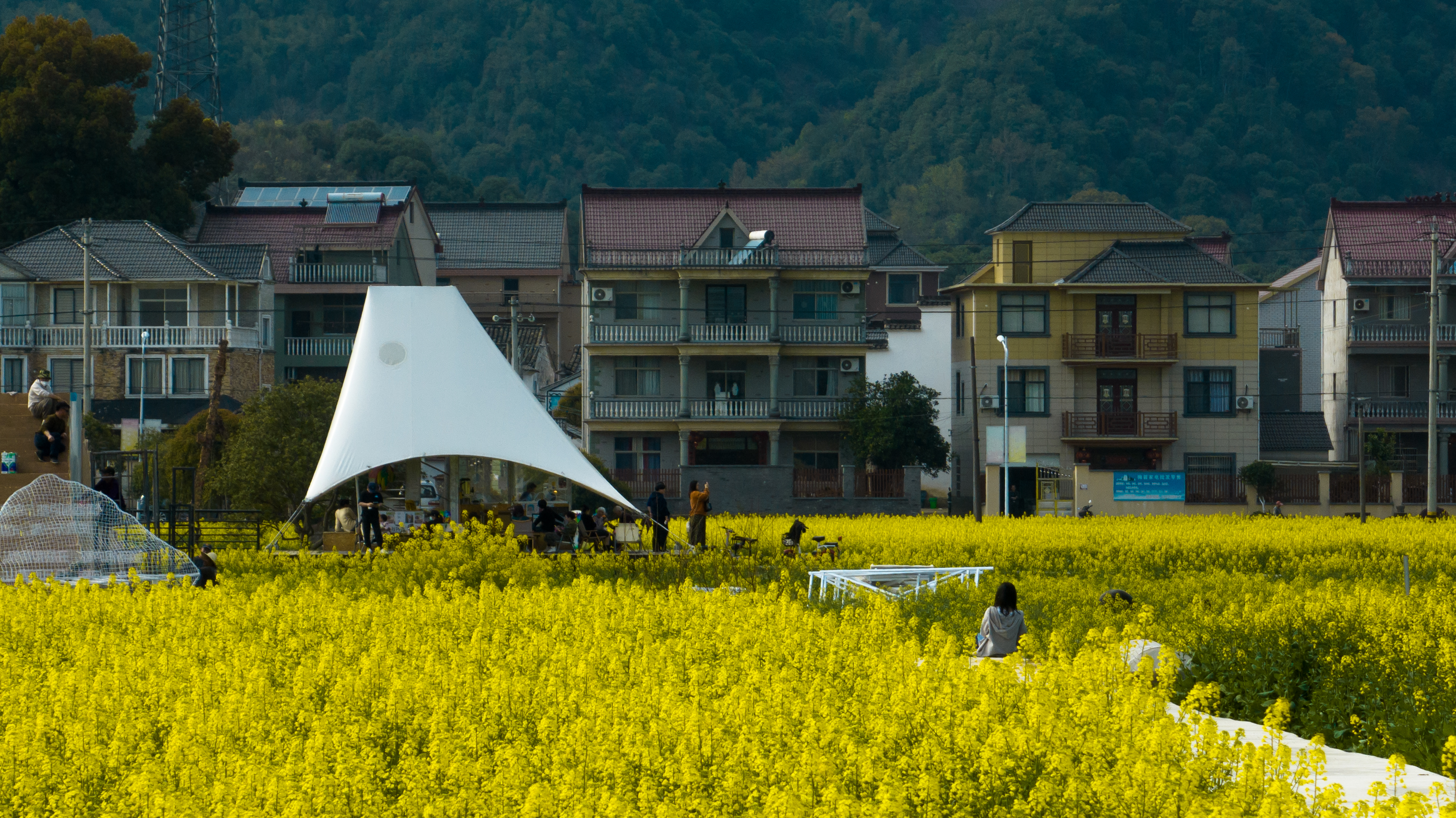 浙江桐庐县梅蓉村千亩油菜花迎来盛花期_fororder_微信图片_20230317152917