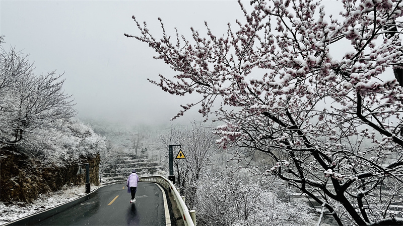 【原创】安阳林州：太行大峡谷喜降桃花雪_fororder_61a84e48fb904029cf90573e1bf6180