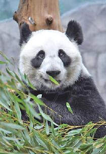 旅俄大熊猫“如意”“丁丁” 拉近中俄人民情感的友谊使者