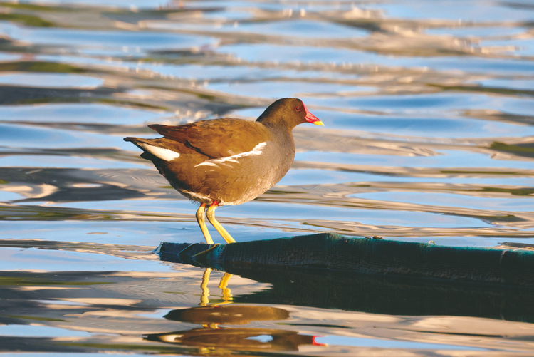 广西生态资源丰富 记录分布752种鸟类