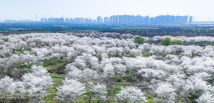 合肥蜀山：樱花绽放 邂逅春天_fororder_图片1