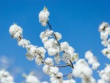 【文化旅游】与樱花抢风头！上海辰山植物园豆梨之花盛放