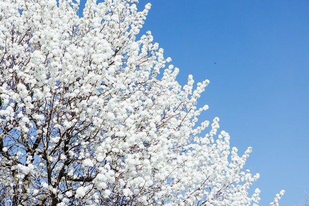 【文化旅遊】與櫻花搶風頭！上海辰山植物園豆梨之花盛放