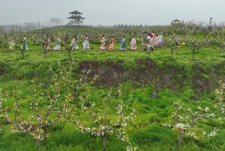 湖南衡陽:萬樹梨花雪 醉美茶山坳_fororder_圖片4