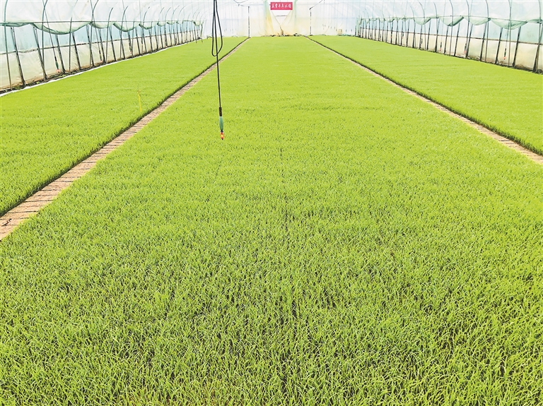 哈尔滨五常：251.1万亩水稻育苗完成