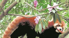 （轉載）熊貓谷高山杜鵑花會開展