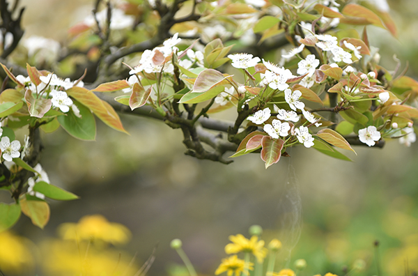 （张）宜宾： 2023四川花卉（果类）生态旅游节子活动暨长宁县第二十二届梨花节在佛来山景区开幕_fororder_盛开的梨花-摄影-何芳