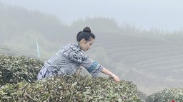 貴州都勻毛尖春茶開採節簽約金額達20億元