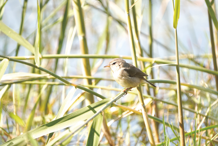 广西生态资源丰富 记录分布752种鸟类