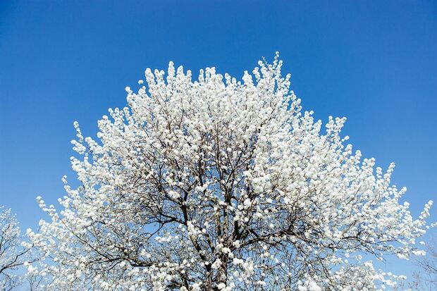【文化旅遊】與櫻花搶風頭！上海辰山植物園豆梨之花盛放