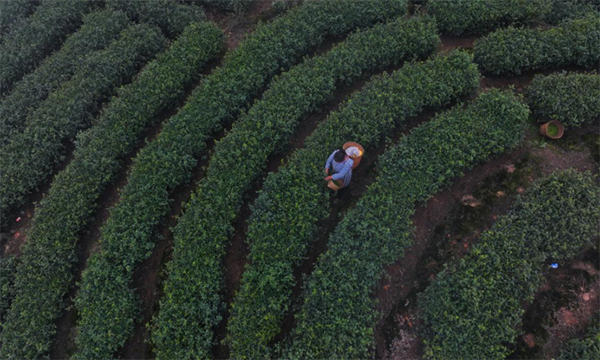 探究泸州纳溪振兴乡村的密码_fororder_未标题-3