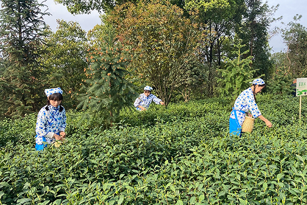 （张）自贡市富顺县：举办乡村振兴助农直播活动 带动产业发展助农增收致富_fororder_采茶现场