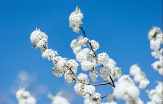 【文化旅遊】與櫻花搶風頭！上海辰山植物園豆梨之花盛放